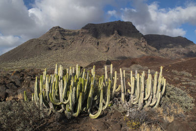 Cactus growing on rock against sky