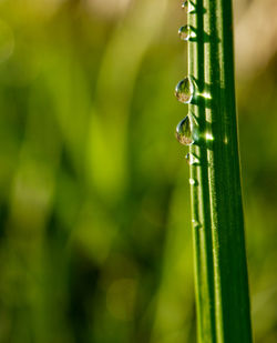 Close-up of dew on blade of grass