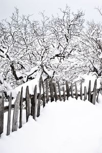 Low angle view of snow covered trees against sky