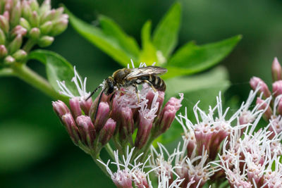 Close-up of bee pollinating on purple flower