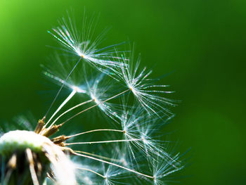 Close-up of dandelion on plant