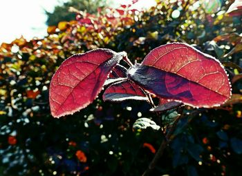 Close-up of red leaf on branch