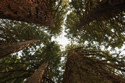 Low angle view of trees in forest