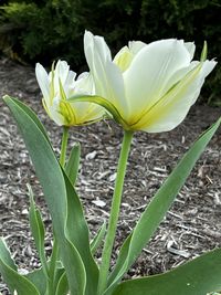 plant
