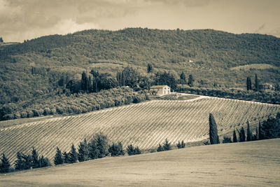 Scenic view of field against sky