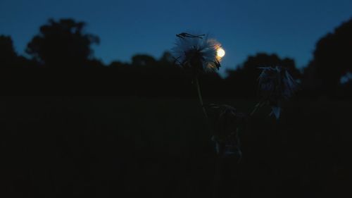 Flowers growing on tree