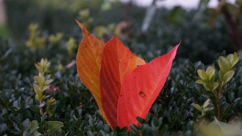 Close-up of orange maple leaf during autumn