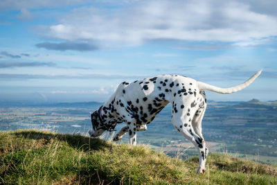 Dog on field against cloudy sky