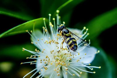 Close-up of bee pollinating flower