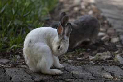 Close-up of white rabbits on field