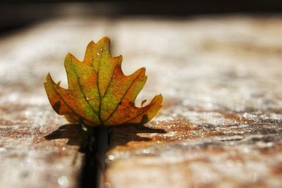 Close-up of maple leaf on table