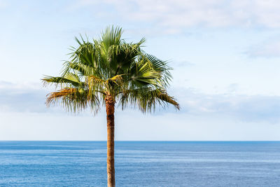 Palm tree by sea against sky