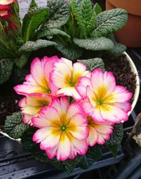Close-up of flowers blooming outdoors