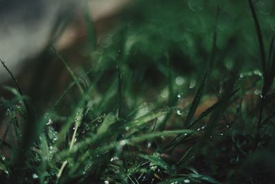 Close-up of grass