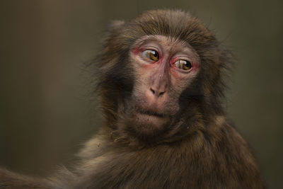 Close-up of japanese macaque looking away