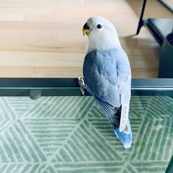 Close-up of parrot perching on metal