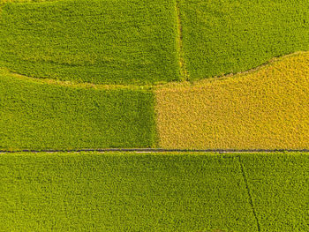Full frame shot of corn field
