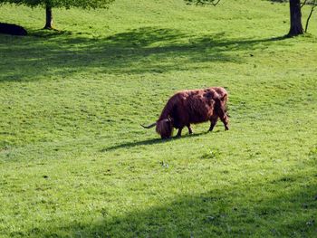 Horse grazing in a field