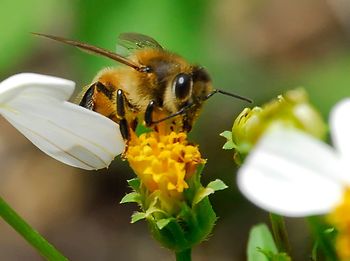 Close-up of bee pollinating on yellow flower