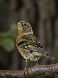 Close-up of bird perching on branch