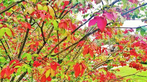 Low angle view of leaves on tree