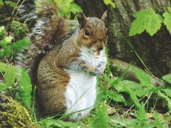 Close-up of squirrel on grass field