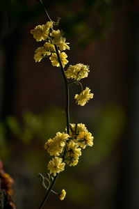 Close-up of yellow flowering plant