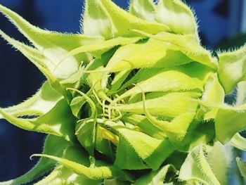 Close-up of insect on plant