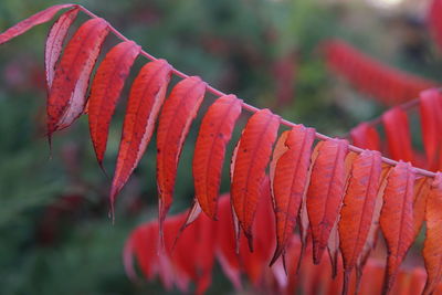 Close-up of red flowering plant