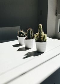 Potted plants on table