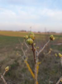 Close-up of plant on field against sky