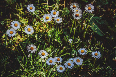 Close-up of white daisy flowers on field