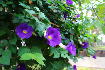 Close-up of purple flowering plant