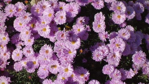 High angle view of purple flowering plants