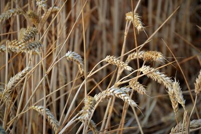 Close-up of dried plant on field