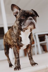 Close-up of a dog looking away