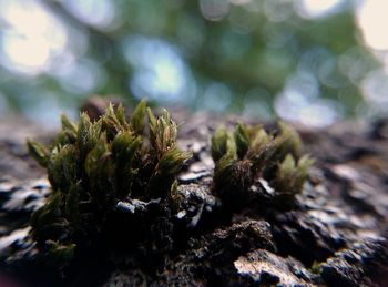 Close-up of fresh plants on snow