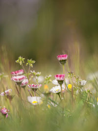 Close-up of pink flowering plants on land