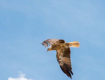 Low angle view of eagle flying in the sky