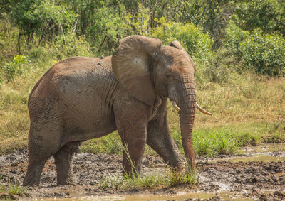 Elephant standing in a forest