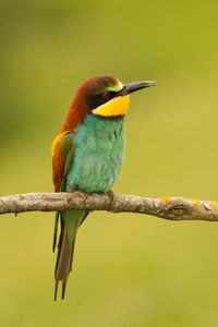 Close-up of bird perching on branch