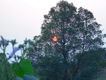 Low angle view of flower trees against clear sky