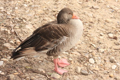 Close-up of duck on rock