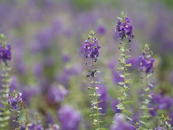 Close-up of insect on purple flowering plant