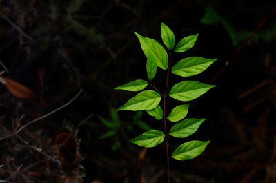 Close-up of small plant growing on field