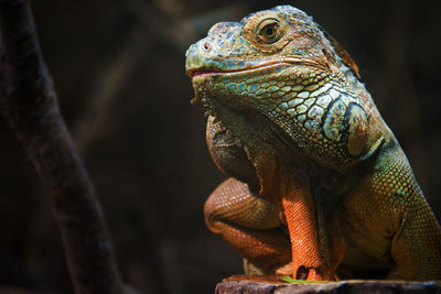 Close-up of lizard