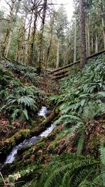 Trees in forest