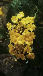 Close-up of yellow flowers