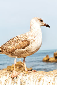 Close-up of seagull perching on beach