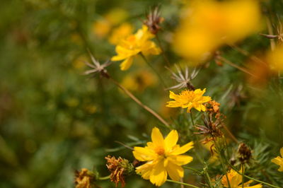 Close-up of yellow flowering plant